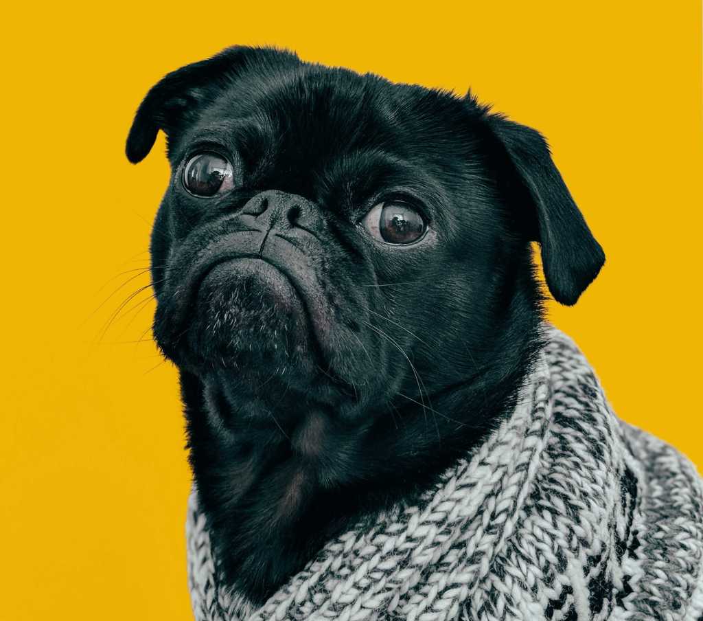 Những chú chó với biểu cảm dễ thương, hài hước cùng dòng chữ trên hình tạo thành ảnh chó meme.